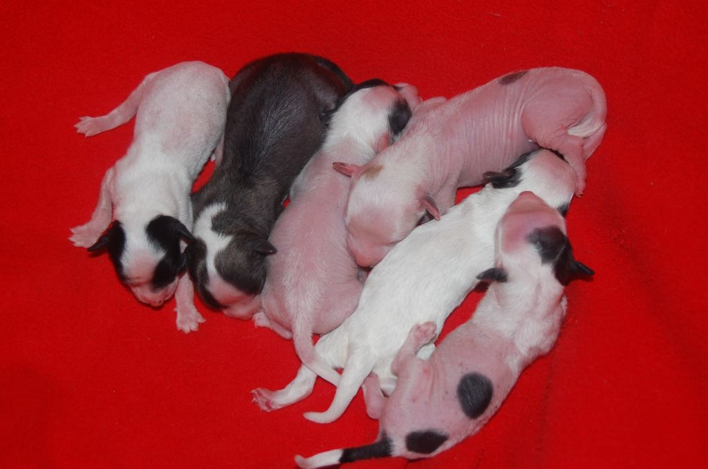 Taijan Dreamer U Boys