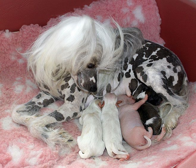 Taijan Dreamer Unikat