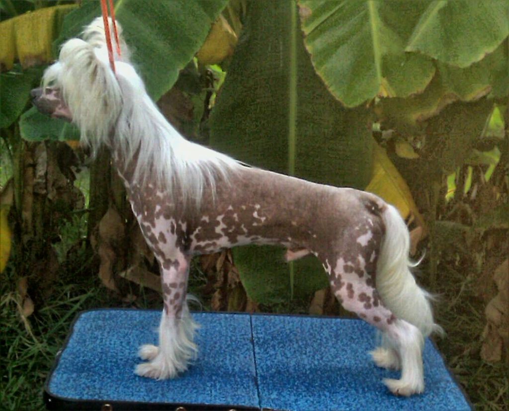 Kalan's Chasing Airplanes