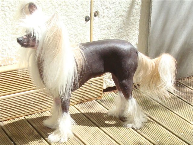 Koreke Sirona Tre Folkmassa