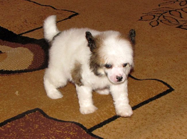 Bi-lav Plus Arcibald