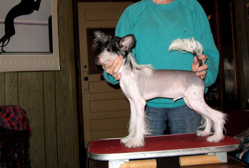 Tapscott's Shades of Pepe