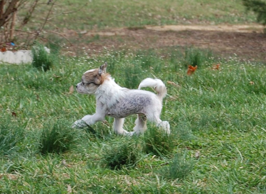 Rockin M n Nonies Akira Chouko