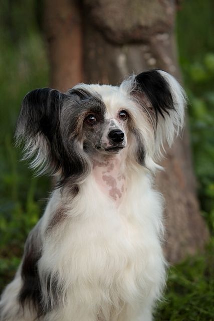 Ashantal Bluberry Ice Cream