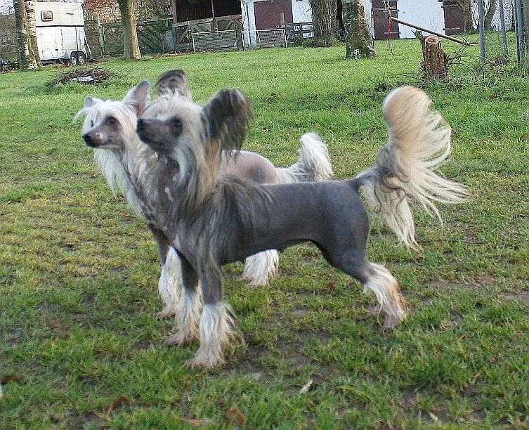 Belinda Annie z Andelovy Dlane