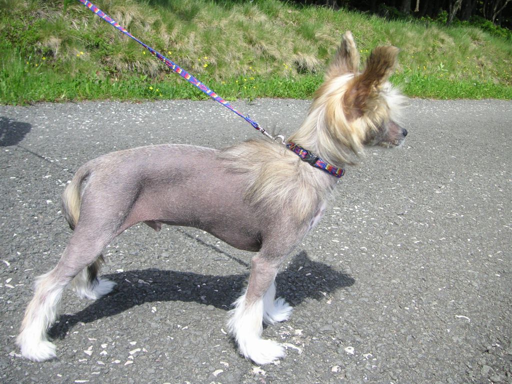 Bee Jay z Andelovy dlane