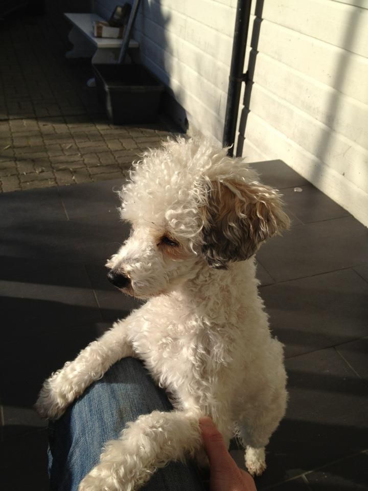 Absolute Souls Midnight Sun