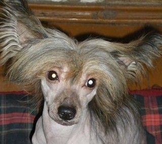 Vivat Sanraiz Drim Neishnl