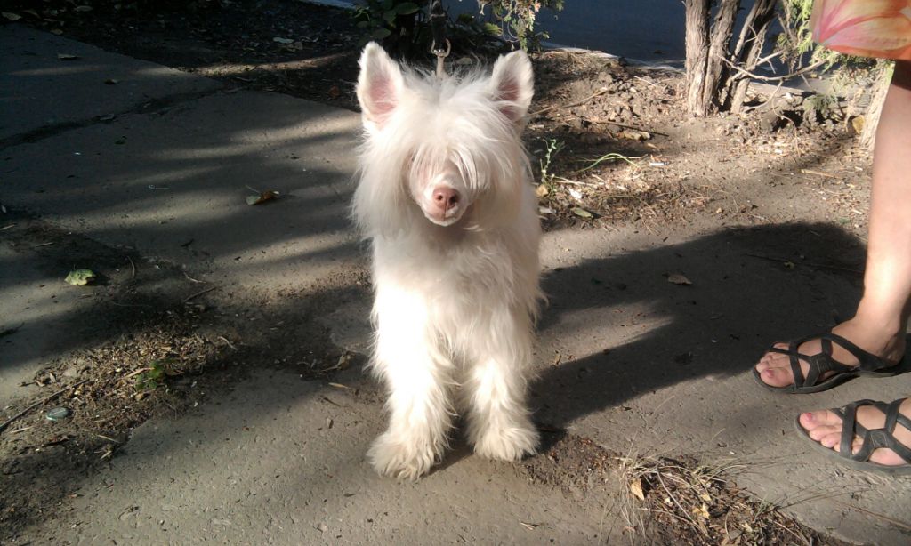 Diksi Golden Appl Fain