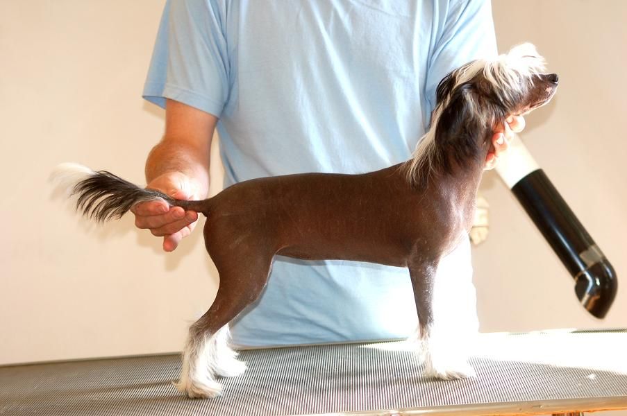 Koynaur's Just Maybe Baby