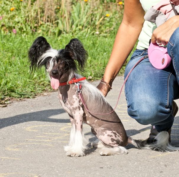 Orero Lovely Lilu Delight