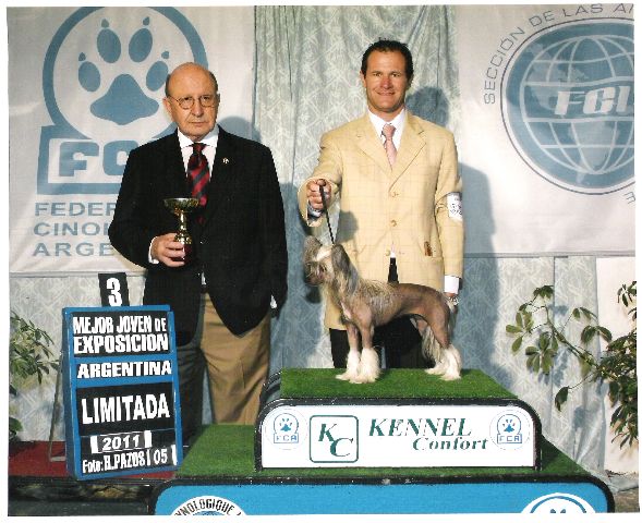 Golden Diamond Cresteds Buonasera