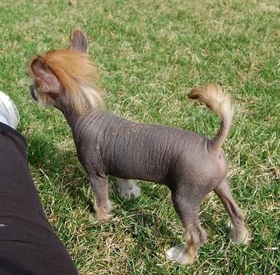 Crestyle Not An Immitation HL