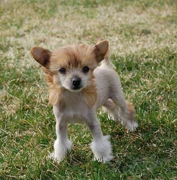 Crestyle Lose Panties Hl