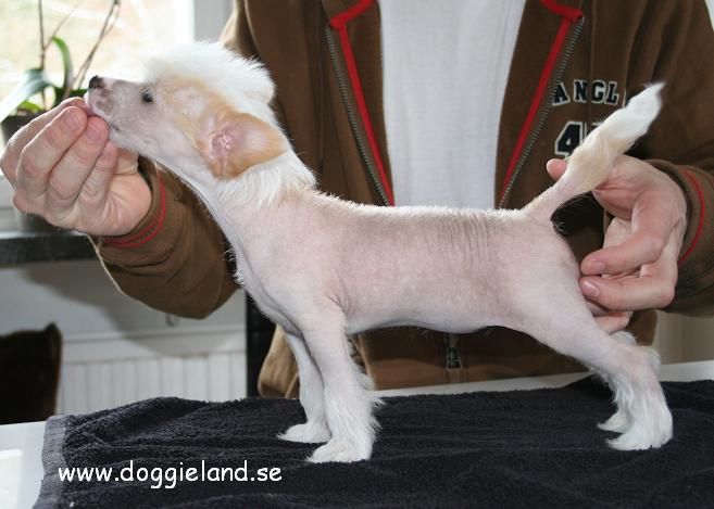 Doggielands Dogs Manacor