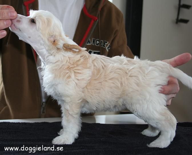 Doggielands Dogs Andratx