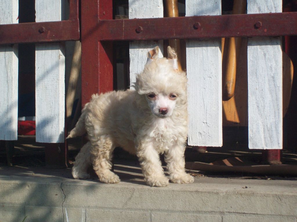 Puha - Luxus Porcelán Cukorfalat