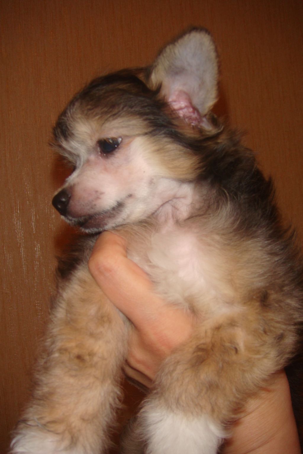 Alvine Band Venedikt 