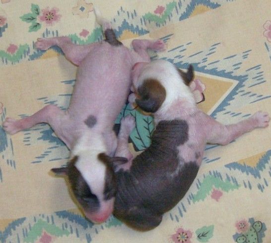 Show'ntells tundra & Terbears Rocky BABY