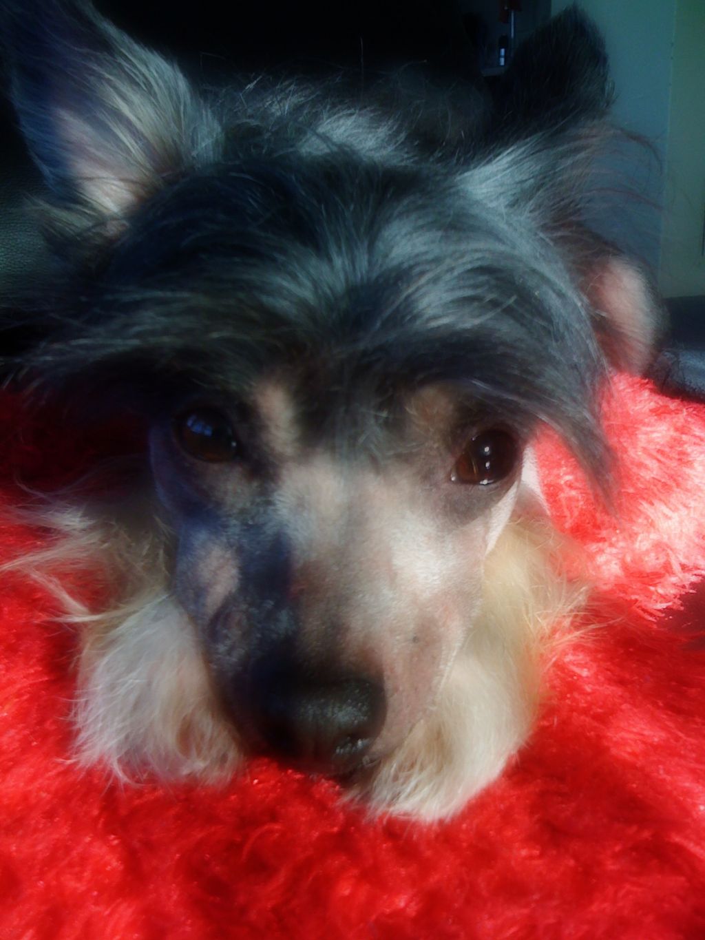 Sørås-Siden's Snoopy