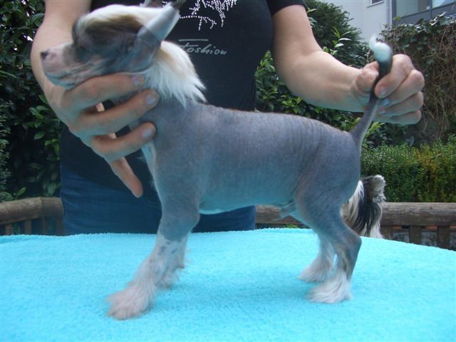 Quickstep Fantasy Island