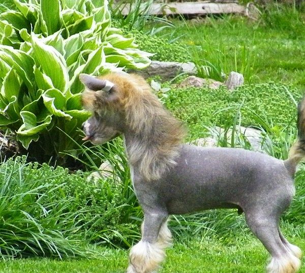 Magician of  Love  Garden Roses