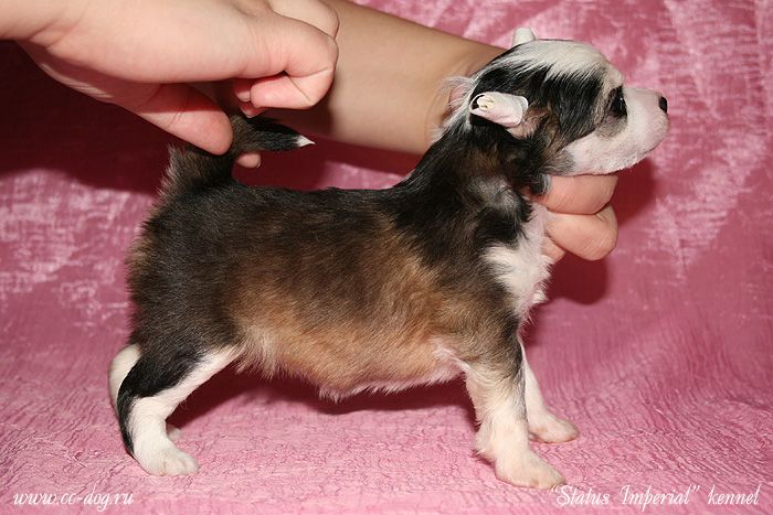 Status Imperial Glintwine Baby