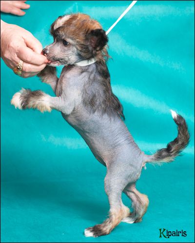 Fantastik Kashmir Naola New Art Ledjend