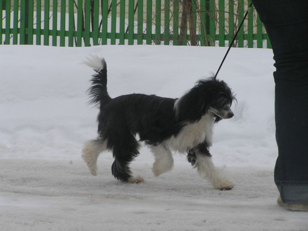 Elfgrace Ilnara Buzs