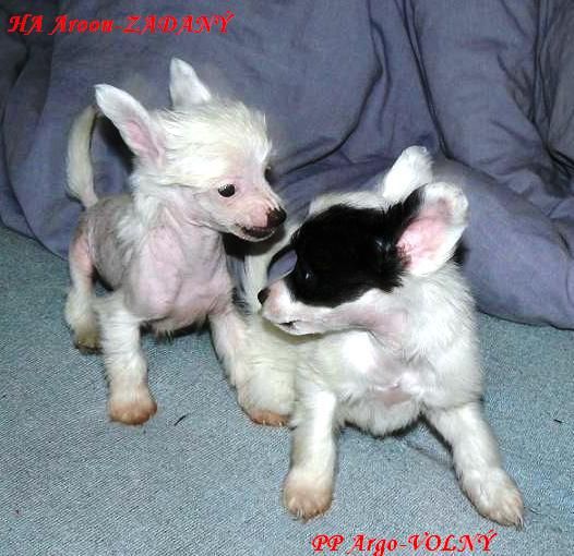 Argo z Kelskych vinic