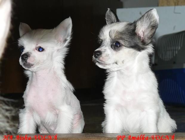 Amálka z Kelskych vinic