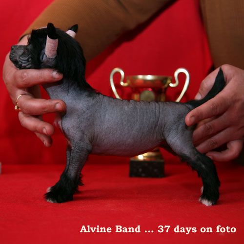 Alvine Band Agata Christie