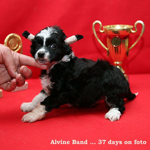 Alvine Band Anrie Nojar