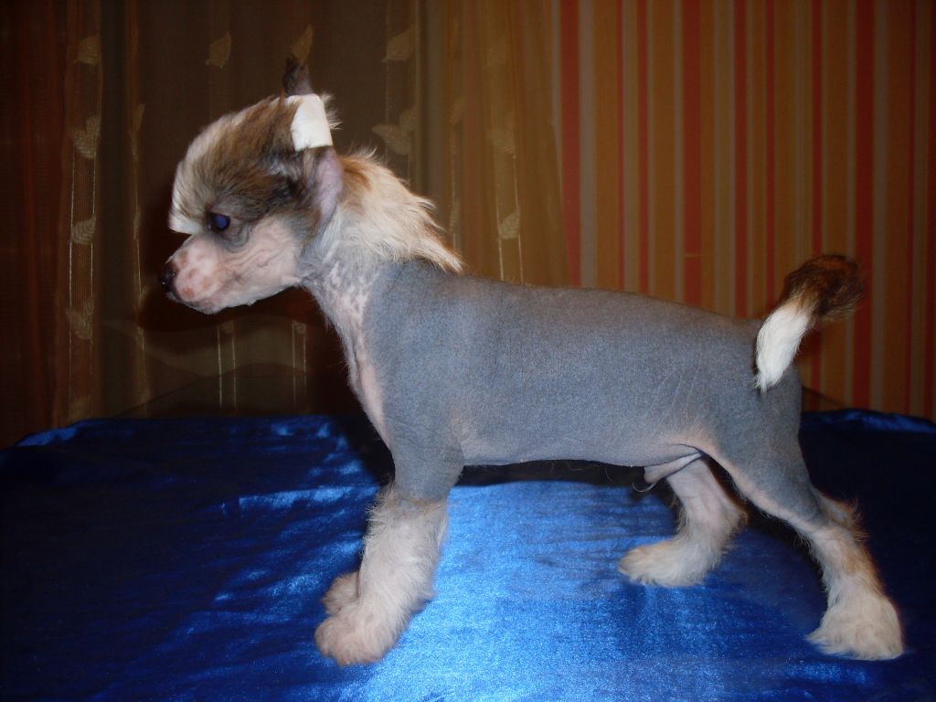 Eikos-Gabar Gold Anet