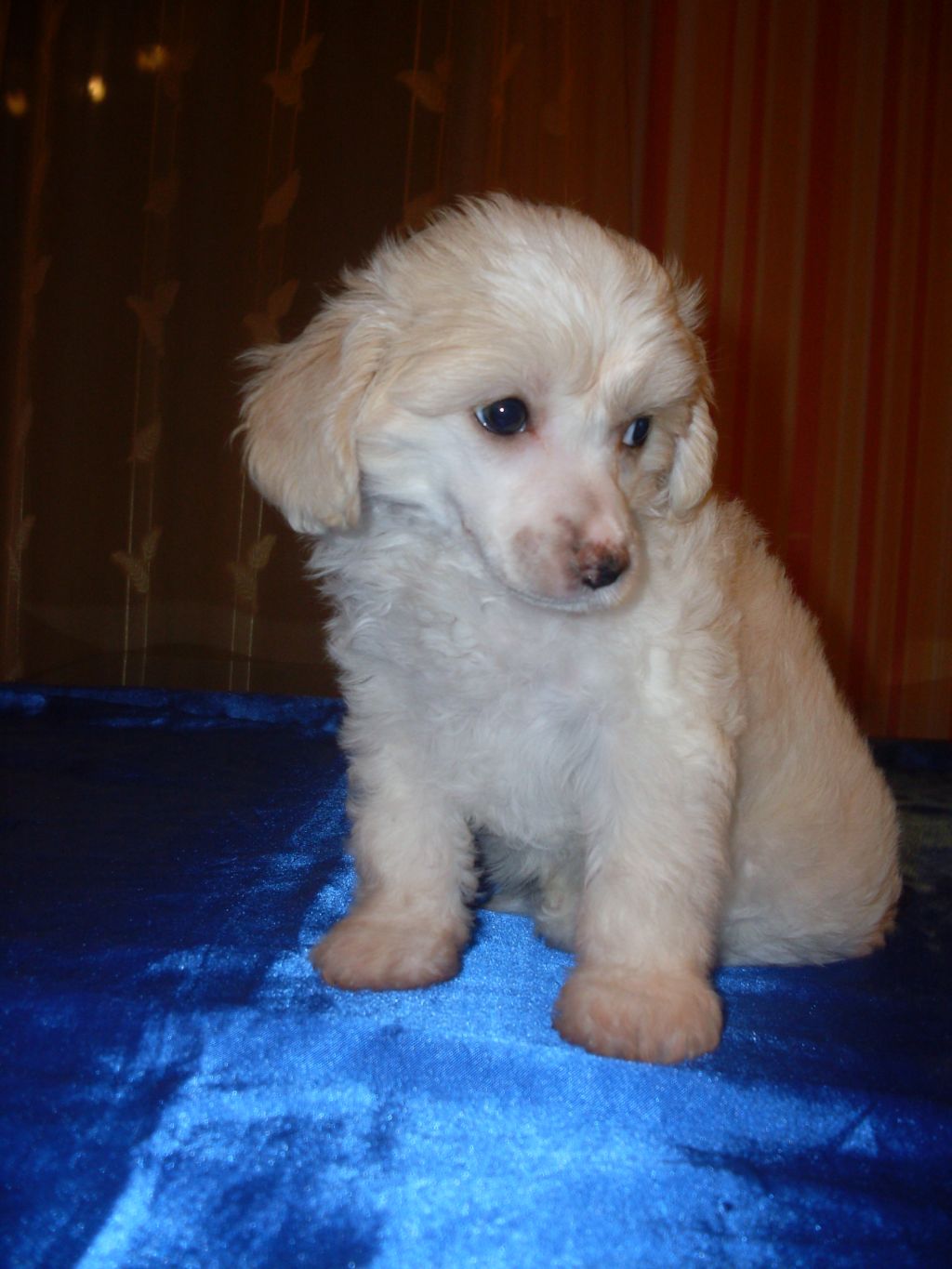 Emio-Garell Gold Anet