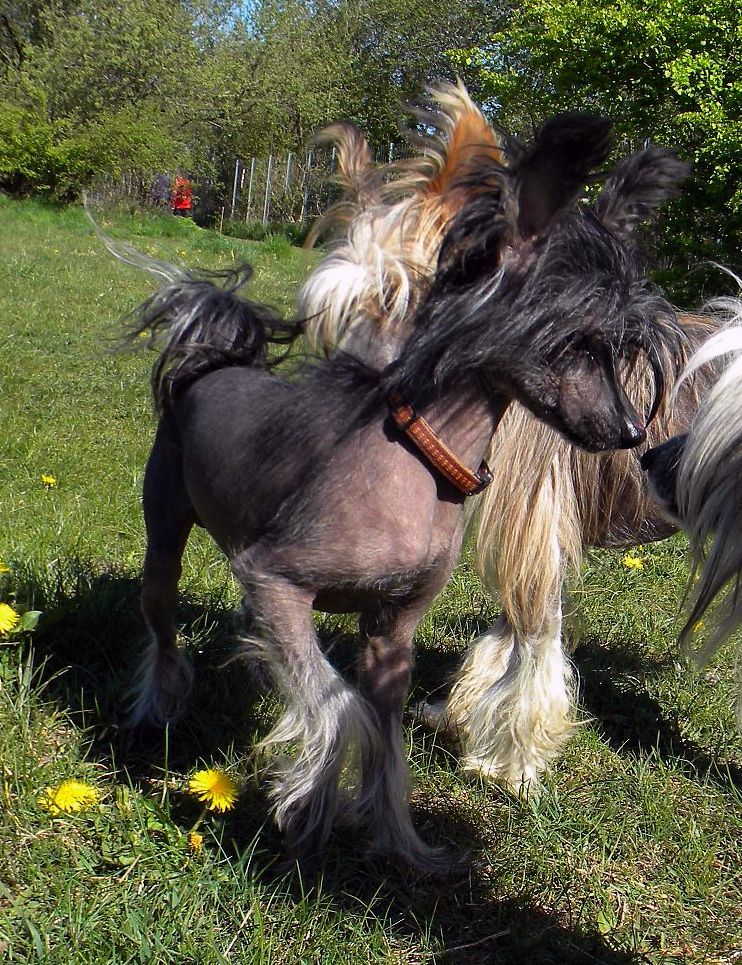 Be My Dog's Peppy San Badger