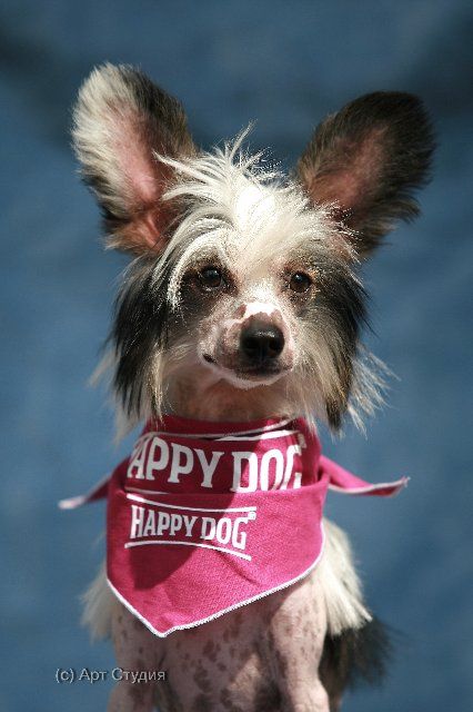 Gidaori High Fashion