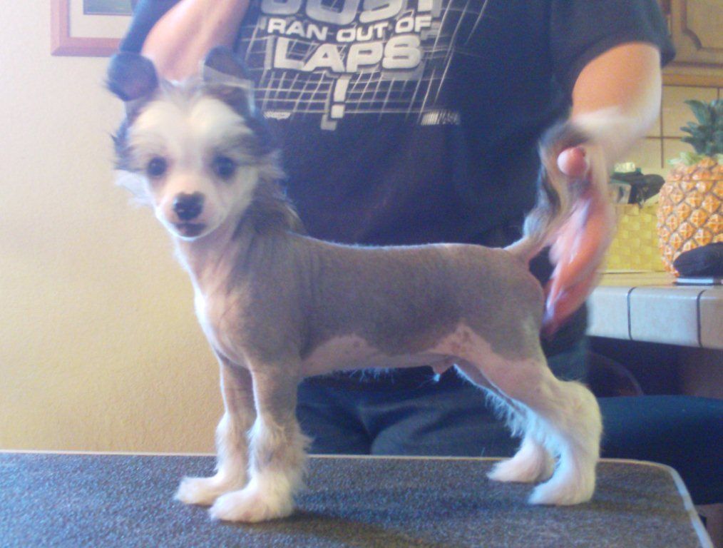 Mooncrest Revolutionary Road