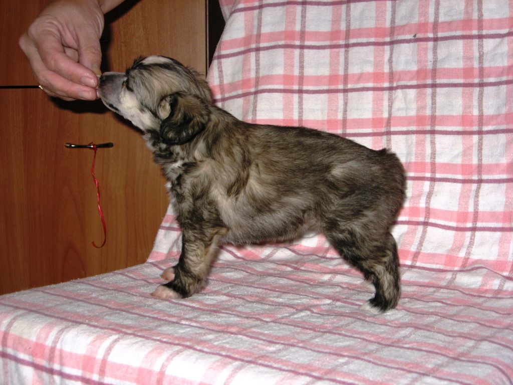 Starglow's Better By Angel