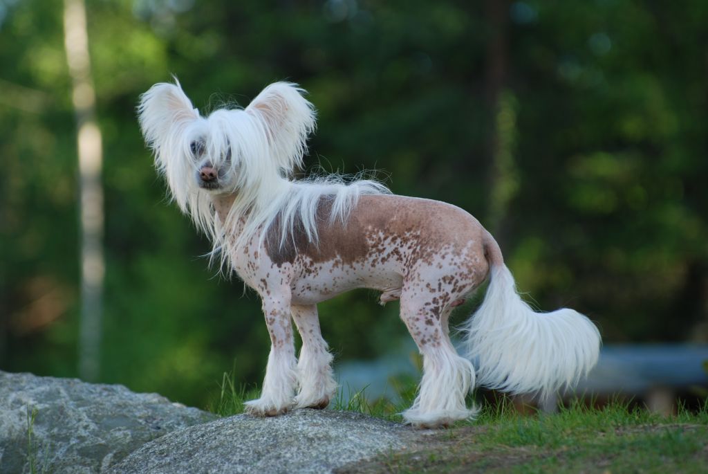 Starglow's Believe In Me