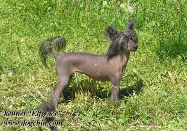 Elfgrace Zarina Noks