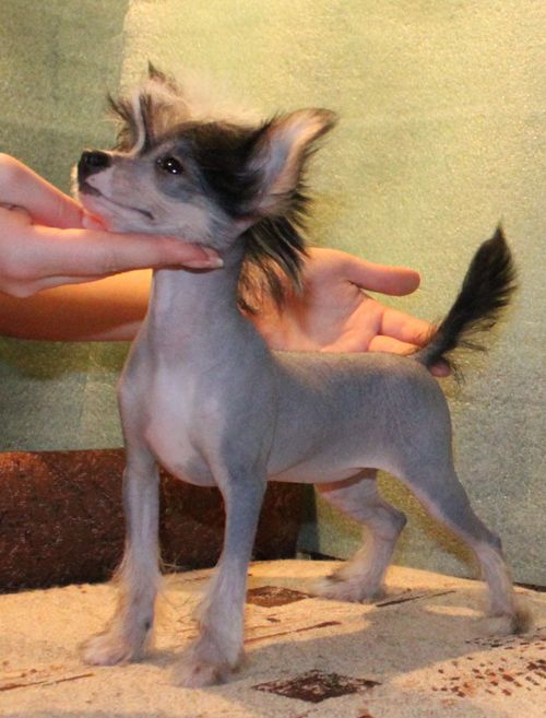 Angel O' Check Utrennya Zvezda