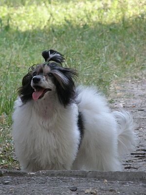 Mon Cher Petit Gloria