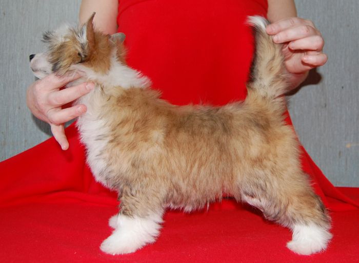 Volshebnaja Loshadka Mojito