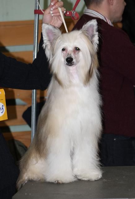 Alfa Laval Glamour Boy