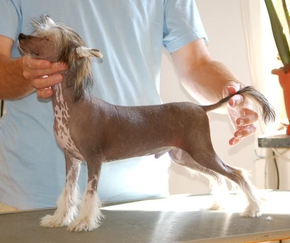 Koynaur's Demonic Lover