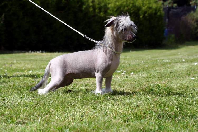 Koynaur's Dita Von Teese