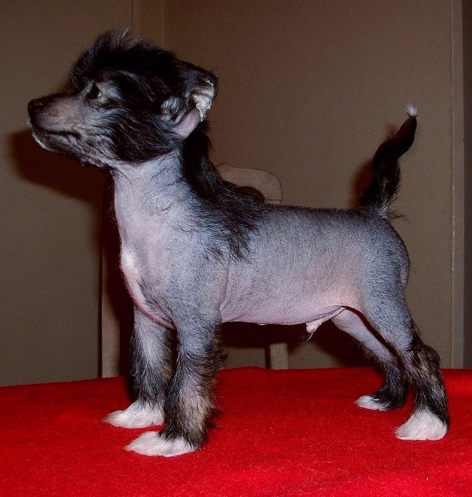 Be My Dog's Pulsar Kenobi