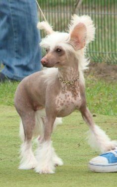 Elloiza Falla Of The Kanis