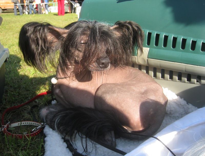 Eltonion Falla Of The Kanis